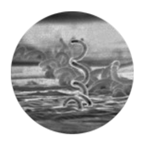 Syphilis (Treponema pallidum) (1950's)